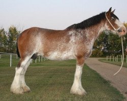 Zuchtstute Wild Rose King's Flipper (Clydesdale, 1997, von Torrs King O'Galloway)