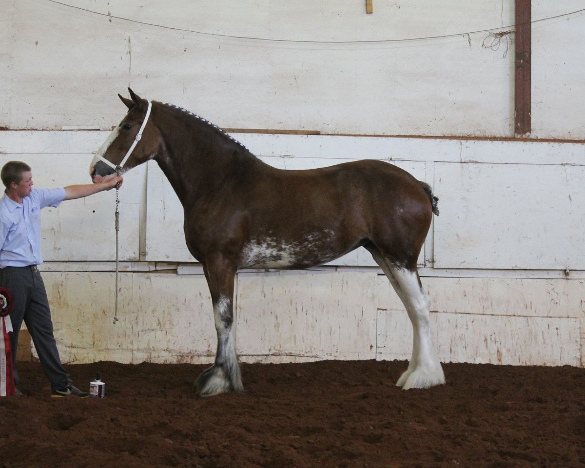 Zuchtstute Mikashan Caught Ya Lookin' (Clydesdale, 2010, von Zorra Highland Captain)
