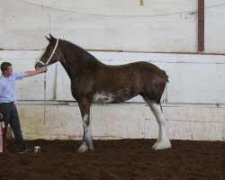 broodmare Mikashan Caught Ya Lookin' (Clydesdale, 2010, from Zorra Highland Captain)