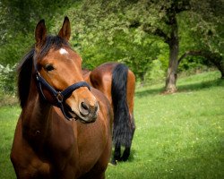 horse Zodiac (Deutsches Reitpferd, 2019, from Birkhof's Zalando OLD)