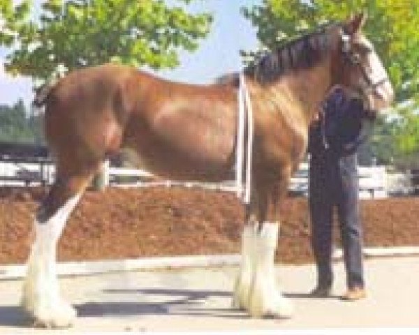 Deckhengst Northwest Collessie's Firestone (Clydesdale, 2002, von Highfield Collessie)