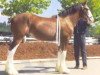 Deckhengst Northwest Collessie's Firestone (Clydesdale, 2002, von Highfield Collessie)