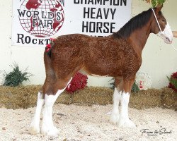 horse Mikashan Bella Rose (Clydesdale, 2016, from Armbro Andrew)