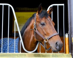 stallion Shirocco xx (Thoroughbred, 2001, from Monsun xx)