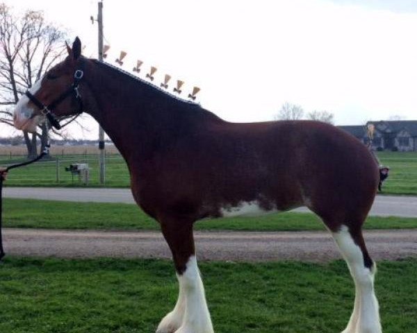 Zuchtstute Mighty Maitland's Macy (Clydesdale, 2011, von S B H Phoenix)