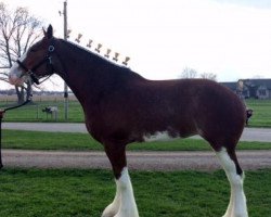 Zuchtstute Mighty Maitland's Macy (Clydesdale, 2011, von S B H Phoenix)