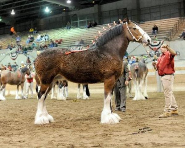 Zuchtstute Middlebank Carlogie Anita (Clydesdale, 2002, von Middlebank Cameron Brig of Buchlyvie)