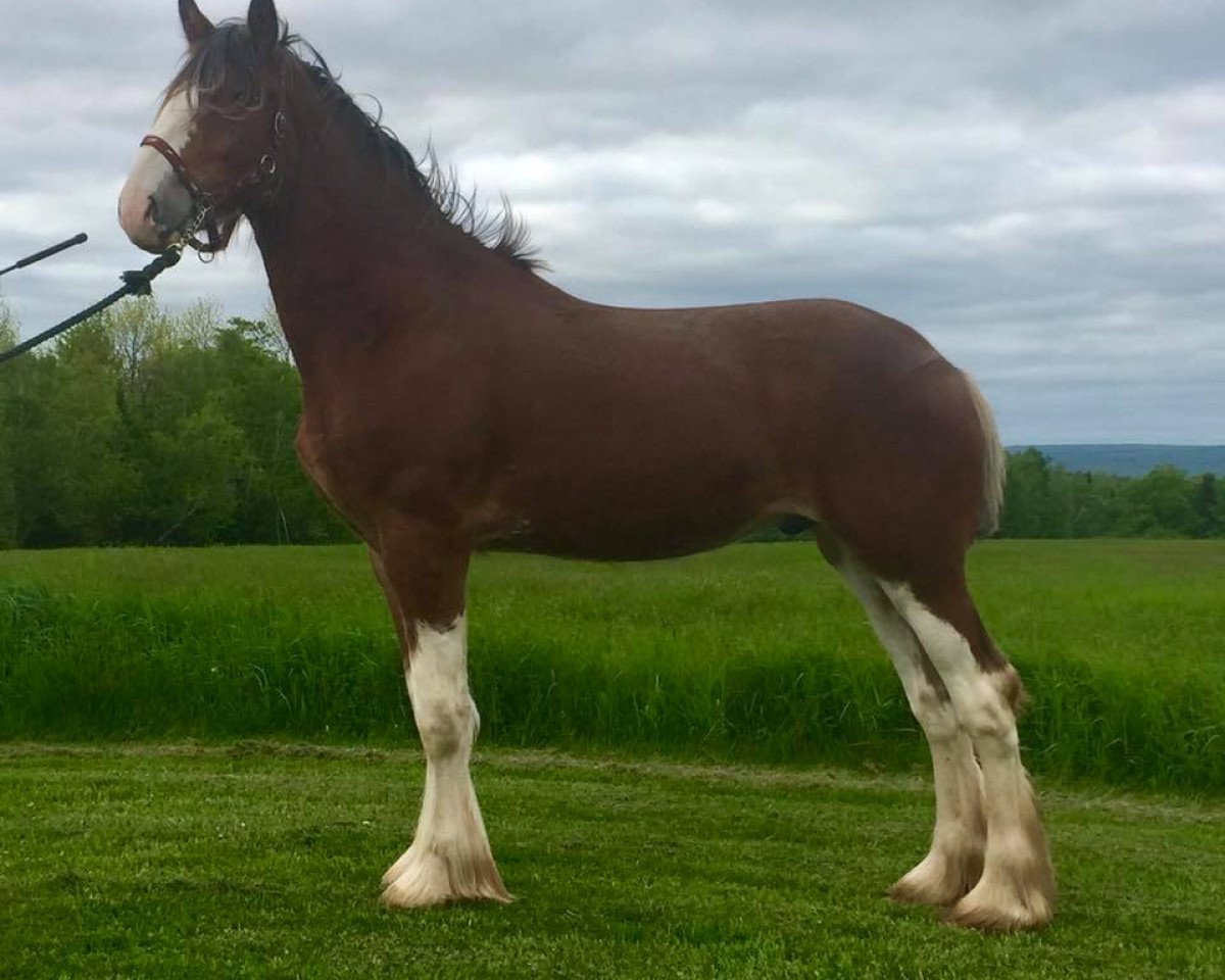 horse Messinger Excel's Isle of Skye (Clydesdale, 2015, from Maple Stone Excel)