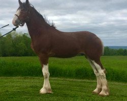 horse Messinger Excel's Isle of Skye (Clydesdale, 2015, from Maple Stone Excel)