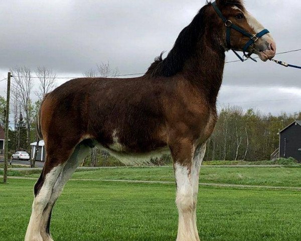 horse Messinger Bacardi's Fraser (Clydesdale, 2017, from Willow Way Bacardi)