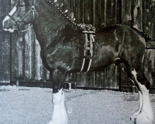 Pferd Meadowview Northern Navigator (Clydesdale, 2001, von Bay Creek John)