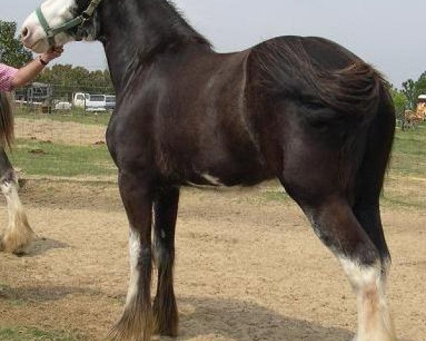 Zuchtstute Meadowlawn's River Princess (Clydesdale, 2002, von North River Travis)