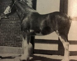 broodmare Meadow Hill Morninglory (Clydesdale, 1984, from Maple Hall Clancy)