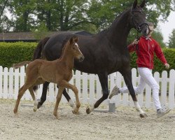 dressage horse Stutfohlen Valverde (Westphalian, 2020, from Valverde NRW)