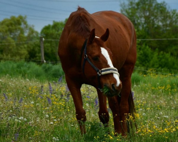 dressage horse Don Azzuro (German Sport Horse, 2007, from Don Aparte)