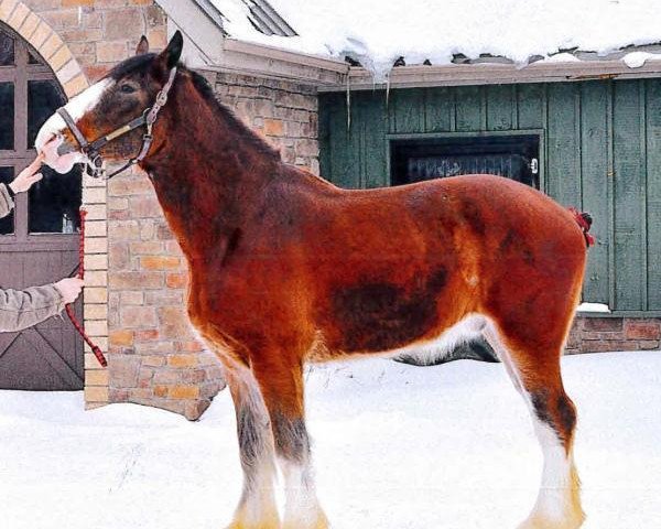 Pferd Mckeown RS Brewster (Clydesdale, 2011, von Birky's Pride Preludes Royal Scott)