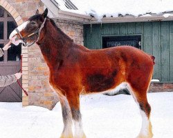 horse Mckeown RS Brewster (Clydesdale, 2011, from Birky's Pride Preludes Royal Scott)