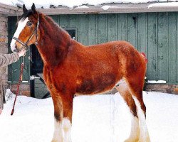 horse Mckeown RS Bud (Clydesdale, 2011, from Birky's Pride Preludes Royal Scott)