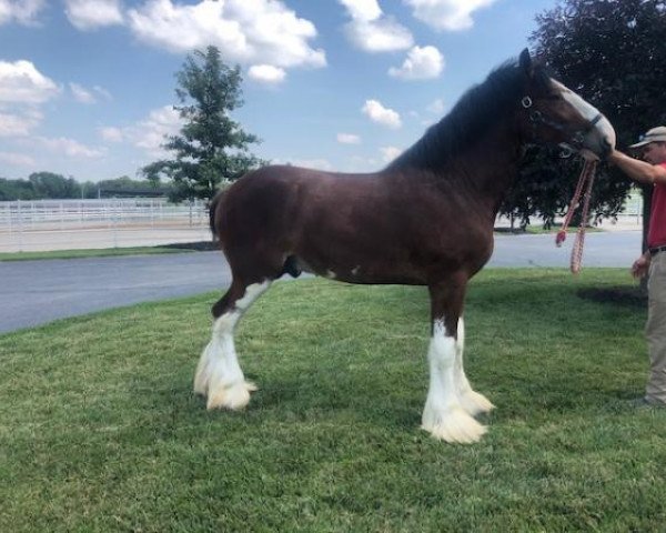 horse Mckeown's H.A. Hutch (Clydesdale, 2017, from Stoneyleigh Highland Austin)