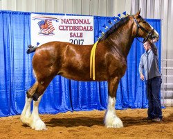 horse Mckeown's R.S. Candace (Clydesdale, 2012, from Birky's Pride Preludes Royal Scott)