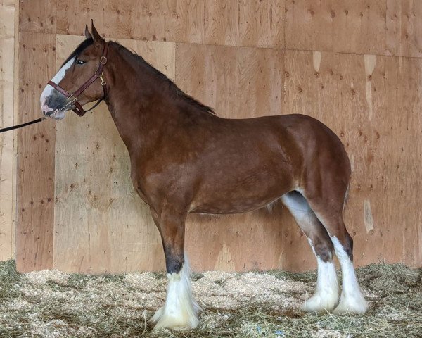 horse Mckeown's J.V. Fire (Clydesdale, 2015, from Birky's Pride Jeffrey Vincent)