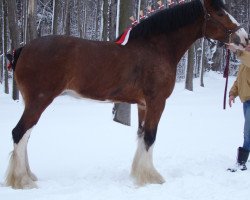 Zuchtstute Redd Barney's Lady Mariah (Clydesdale, 2008, von West Edge Commander)