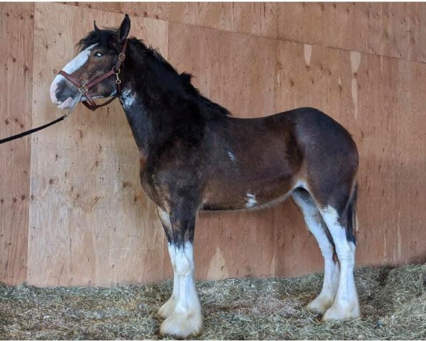 horse Mckeown's H.A. Gypsy (Clydesdale, 2016, from Stoneyleigh Highland Austin)