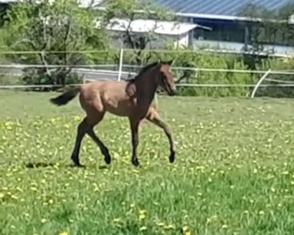 dressage horse Mr Midnight (German Sport Horse, 2020, from Morricone)