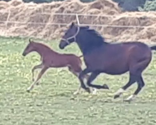 dressage horse Fuego Tox (German Warmblood, 2020, from Marburg's Floricello OLD)