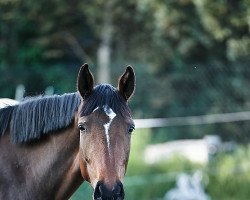 broodmare Quest for Fire (Hanoverian, 2017, from Quantensprung 3)