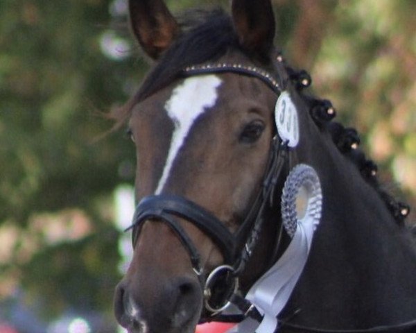 dressage horse Shirkan 51 (unknown, 2003)