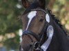 dressage horse Shirkan 51 (unknown, 2003)