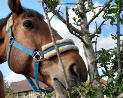 Springpferd Creevagh Gent (Irish Sport Horse, 2009, von Camiro de Haar Z)