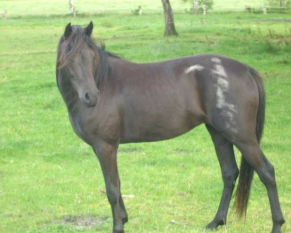 broodmare Jella (German Riding Pony, 2009, from Gerlof)
