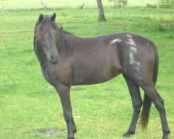 broodmare Jella (German Riding Pony, 2009, from Gerlof)