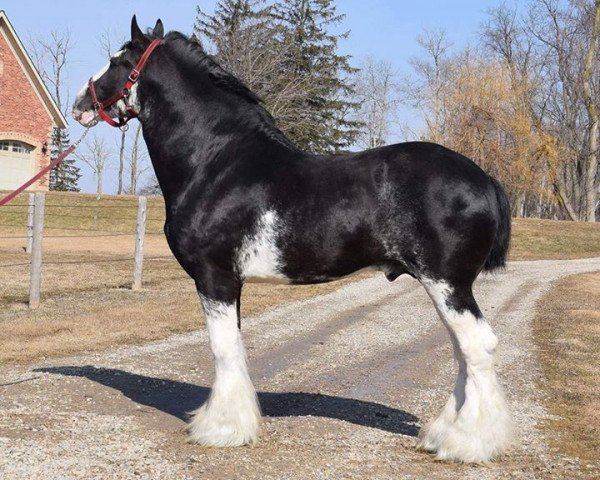 Deckhengst Stoneyleigh Highland Austin (Clydesdale, 2010, von Stoneyleigh Major Jackey)