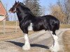 Deckhengst Stoneyleigh Highland Austin (Clydesdale, 2010, von Stoneyleigh Major Jackey)