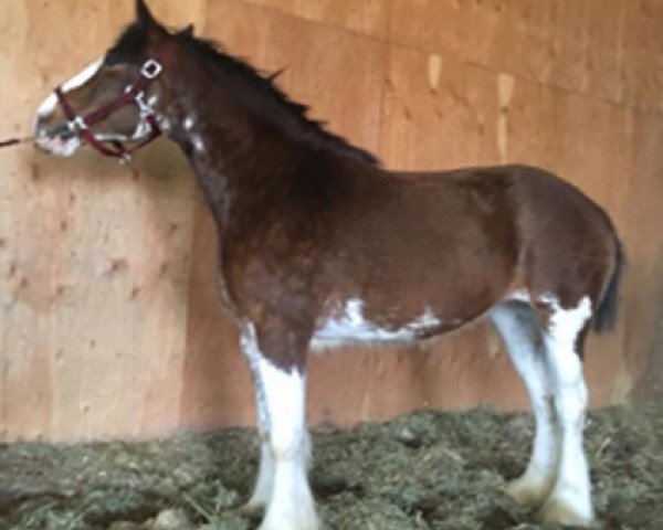 Pferd Mckeown's H.A. Ginny (Clydesdale, 2016, von Stoneyleigh Highland Austin)