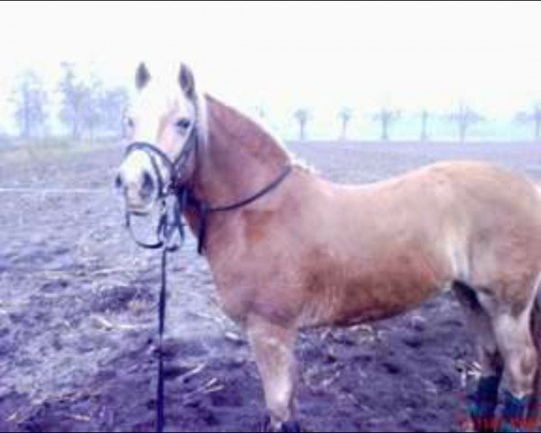 Pferd Laurah (Haflinger, 1995, von Midrasch)