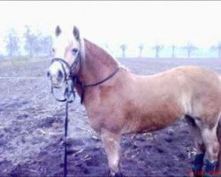 horse Laurah (Haflinger, 1995, from Midrasch)