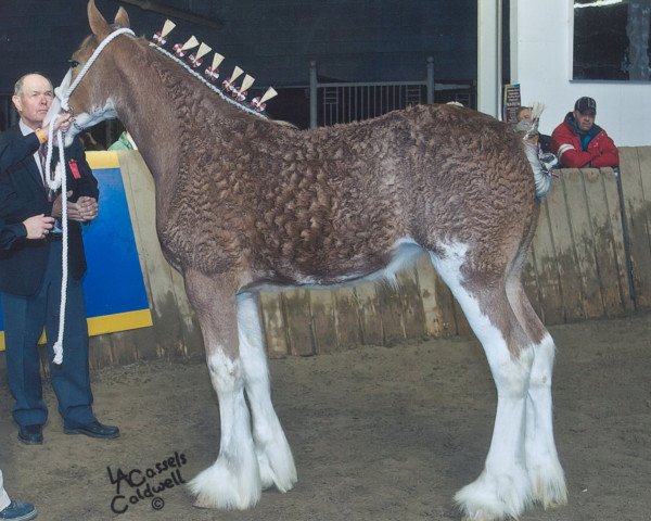 broodmare McKeown's Brooke (Clydesdale, 2011, from Aghadowey Prince William)