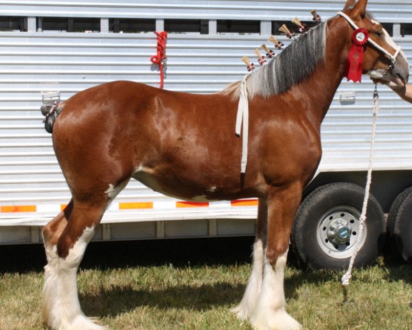 Zuchtstute Mckeown's Belle (Clydesdale, 2011, von Aghadowey Prince William)