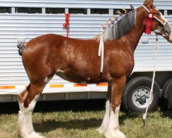 broodmare Mckeown's Belle (Clydesdale, 2011, from Aghadowey Prince William)