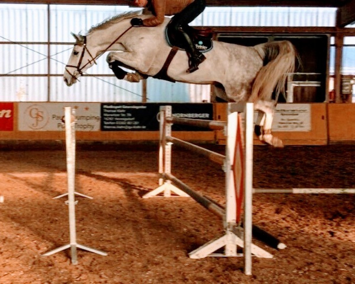 Springpferd Concordia 41 (Holsteiner, 2009, von Clarimo Ask)