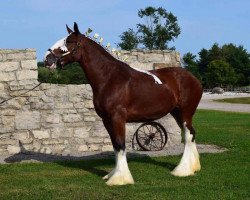 Pferd Mckeown's Beckett (Clydesdale, 2011, von Aghadowey Prince William)