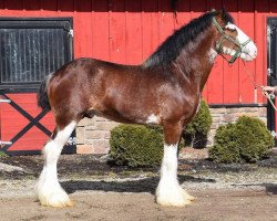 stallion Mckeown's R.S. Dexter (Clydesdale, 2013, from Birky's Pride Preludes Royal Scott)