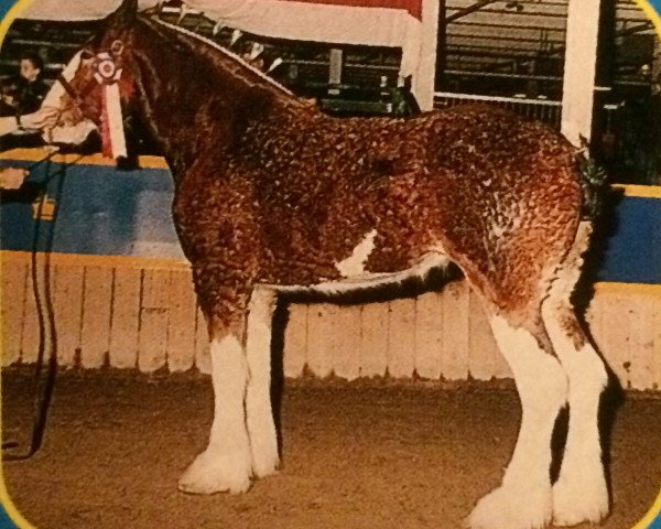 Zuchtstute West Plean Chelsea (Clydesdale, 1997, von Roughlands Majesty)