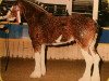 broodmare West Plean Chelsea (Clydesdale, 1997, from Roughlands Majesty)