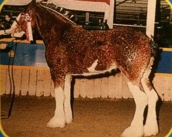 Zuchtstute West Plean Chelsea (Clydesdale, 1997, von Roughlands Majesty)