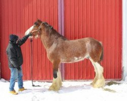 Deckhengst Mcguire's Jack Banner (Clydesdale, 2008, von Carson's W.P. Prince Phillip)